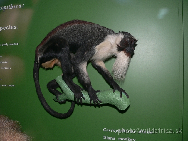 Picture 292.jpg - Roloway´s Guenon (Cercopithecus diana roloway).